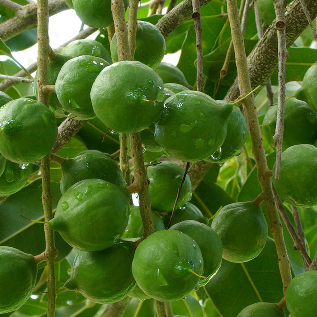 Example of fruit grown on an urban farm