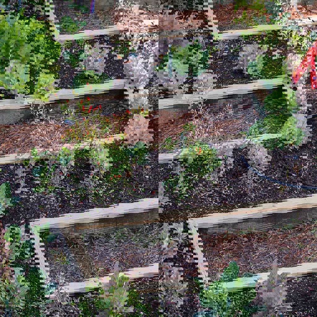 Urban farm