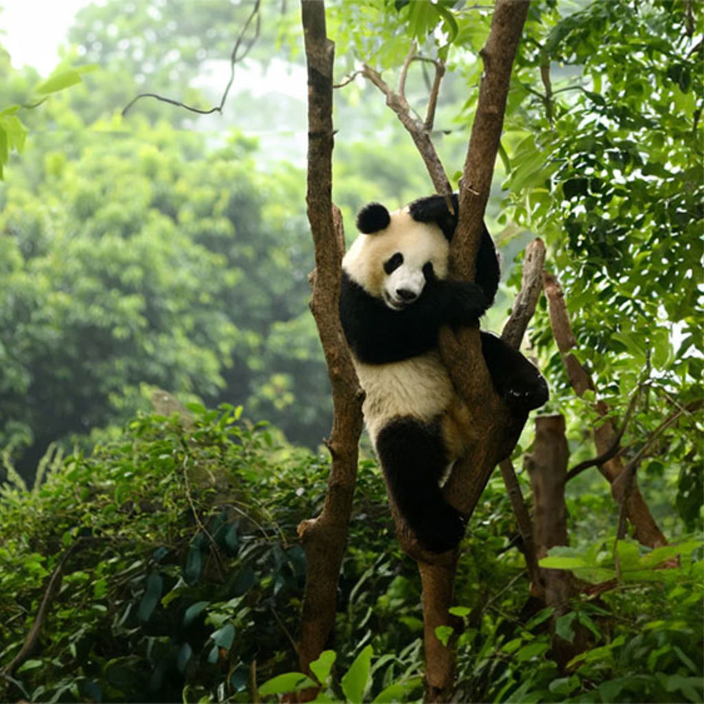 Panda playing in a tree